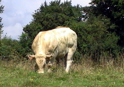 Vache charolaise
